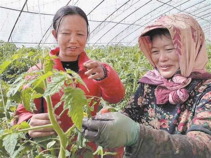 葡萄种植致富视频_致富经葡萄栽培技术视频_视频致富种植葡萄是真的吗