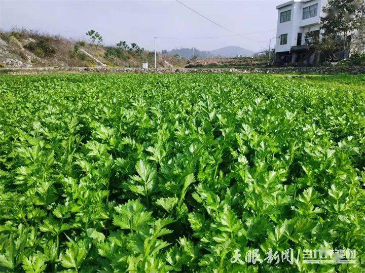 种植芹菜致富乡邻_芹菜种植基地_致富经芹菜种植技术