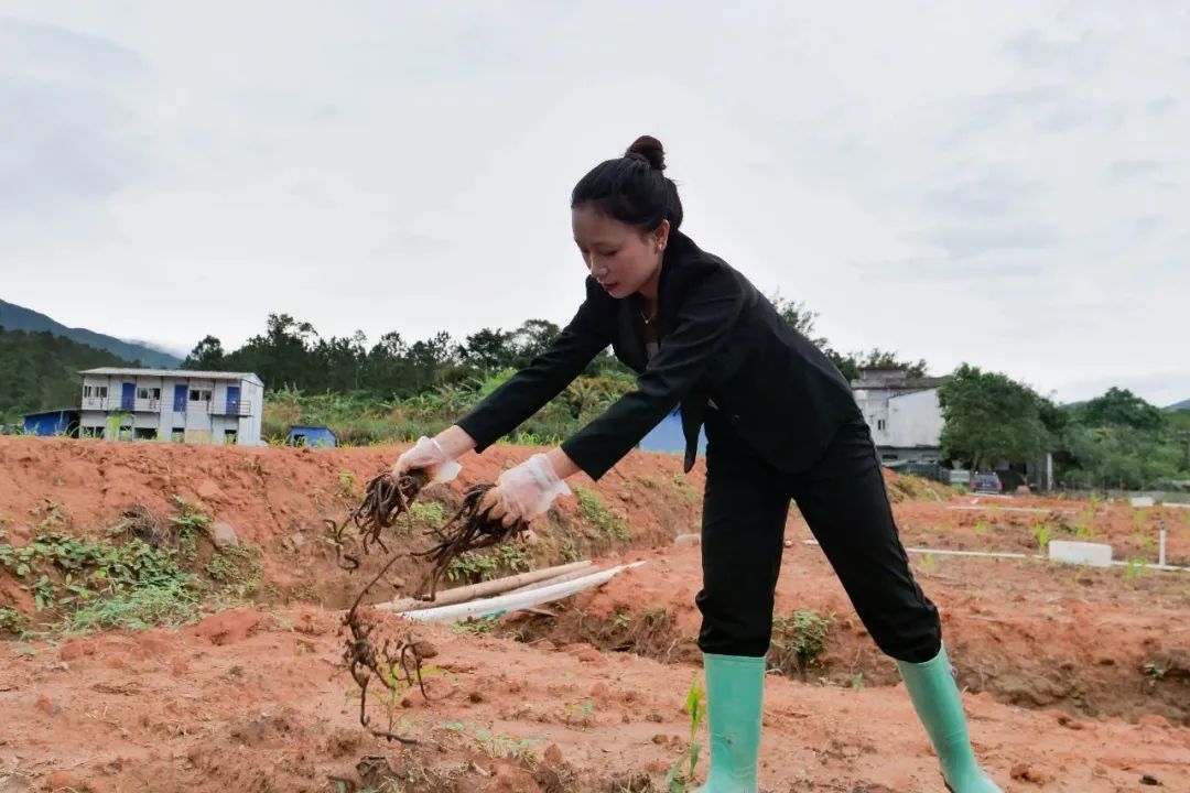 ▲玉林市润方生物科技有限公司技术员投放广地龙蚯蚓。