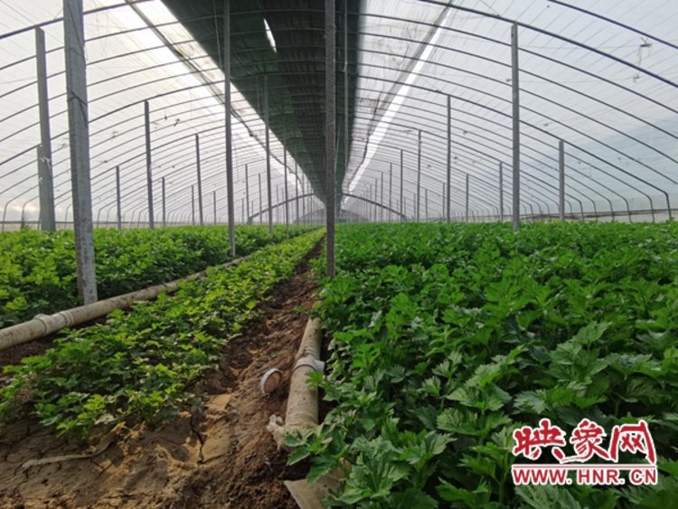 种植芹菜致富乡邻_致富经芹菜种植技术_芹菜种植基地