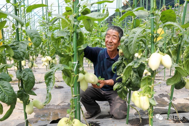 甘肃农村种植致富好项目_甘肃平凉种植什么药材最实惠_甘肃平凉种植致富