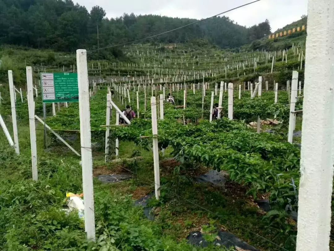 种植致富行业_种植业致富项目前景好_致富种植行业怎么样