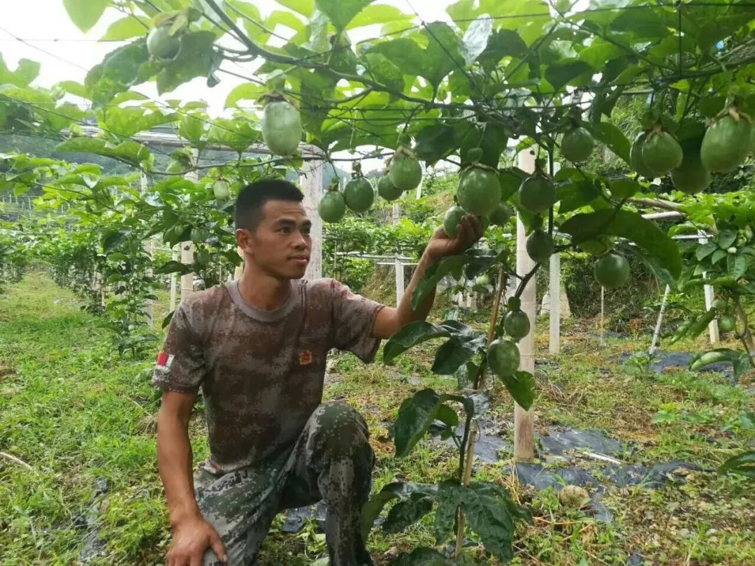 种植致富行业_致富种植行业怎么样_种植业致富项目前景好