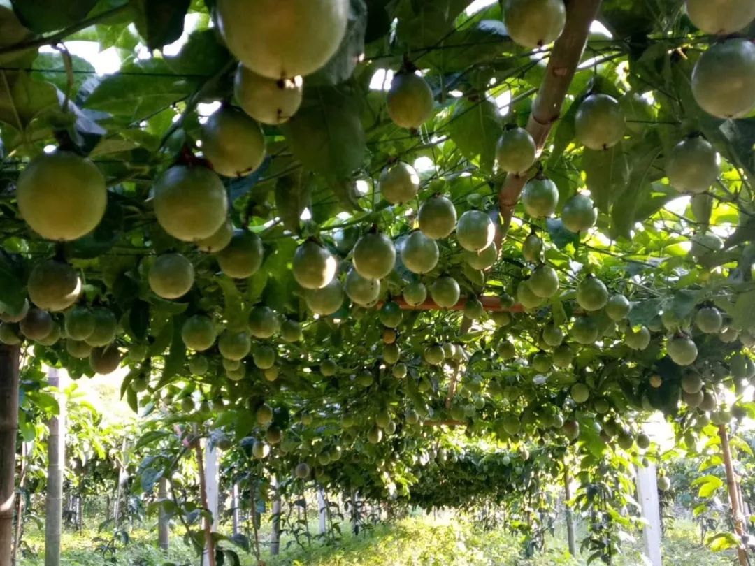 种植业致富项目前景好_致富种植行业怎么样_种植致富行业