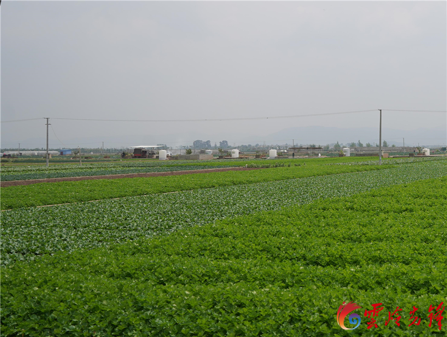 通海：小蔬菜“闯”出大市场