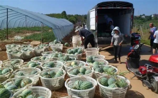 致富创业网搞养殖泥鳅_致富经养殖泥鳅视频_养殖泥鳅前景