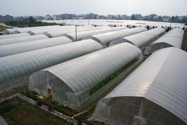 现在种植什么最赚钱_十大暴利种植行业