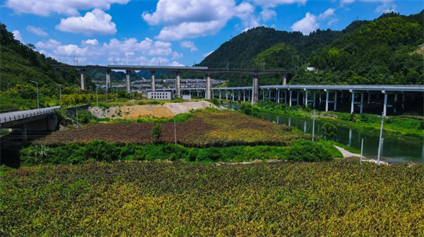 致富高粱种植技术视频_高粱种植致富_致富高粱种植视频