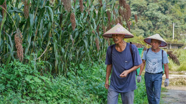 致富高粱种植技术视频_致富高粱种植视频_高粱种植致富