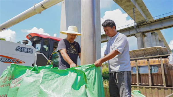 致富高粱种植视频_高粱种植致富_致富高粱种植技术视频