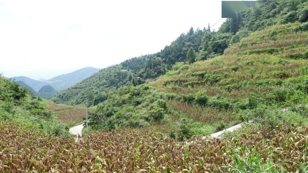 致富高粱种植技术视频_高粱种植效益_高粱种植致富