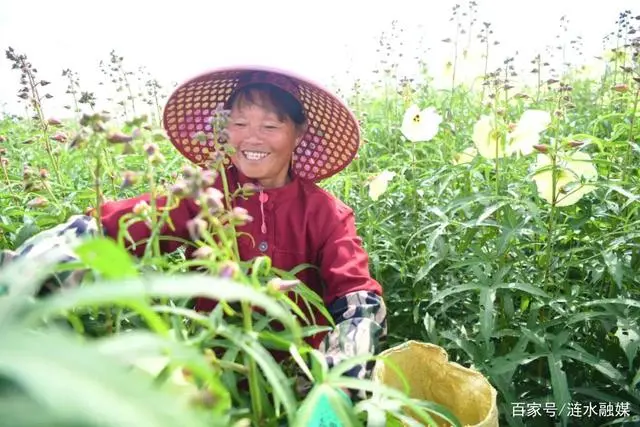 黄蜀葵种植致富_黄蜀葵种植技术_致富种植黄蜀葵图片