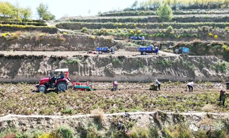 甘肃平凉种植致富_甘肃平凉种植什么药材最实惠_甘肃平凉适合种植的果树