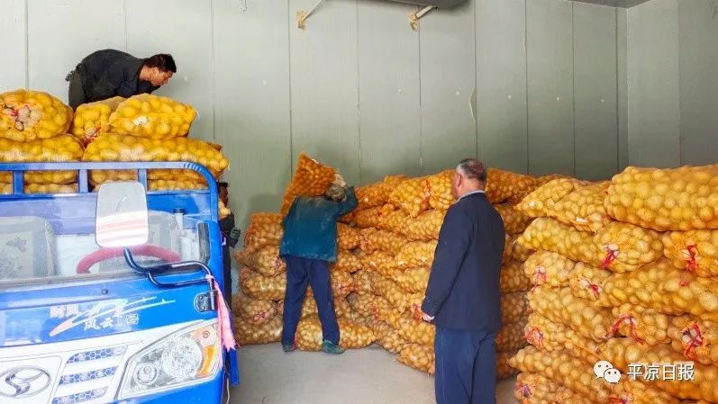 甘肃平凉种植什么药材最实惠_甘肃平凉适合种植的果树_甘肃平凉种植致富