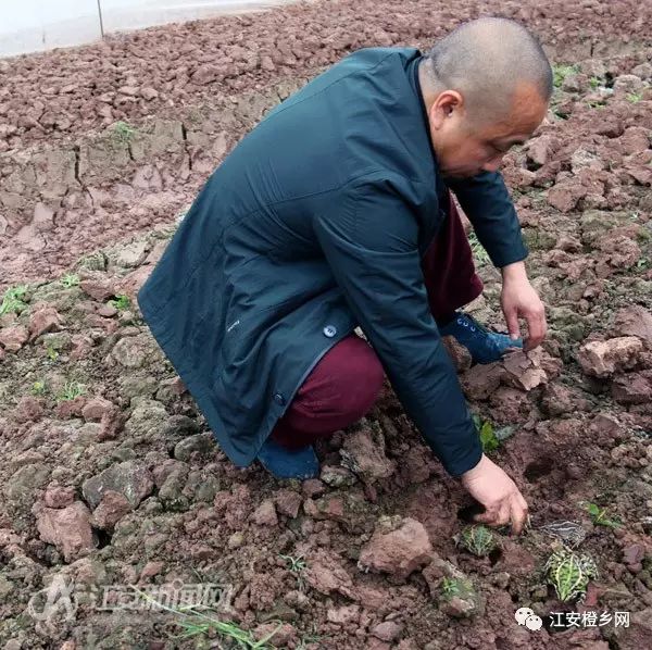 致富创业网搞养殖泥鳅_泥鳅养殖户抱团致富_致富经养殖泥鳅视频