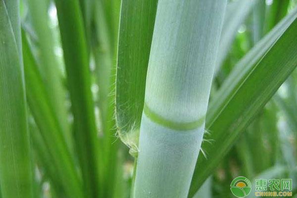 高产种植草果技术有哪些_草果高产种植技术_高产种植草果技术要点