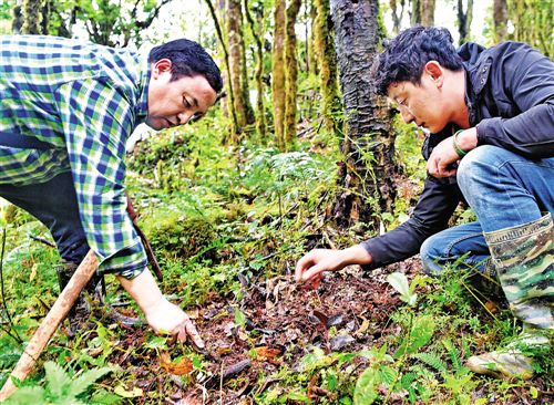 大山里也能挖出“金疙瘩”中药材种植带动农户脱贫致富