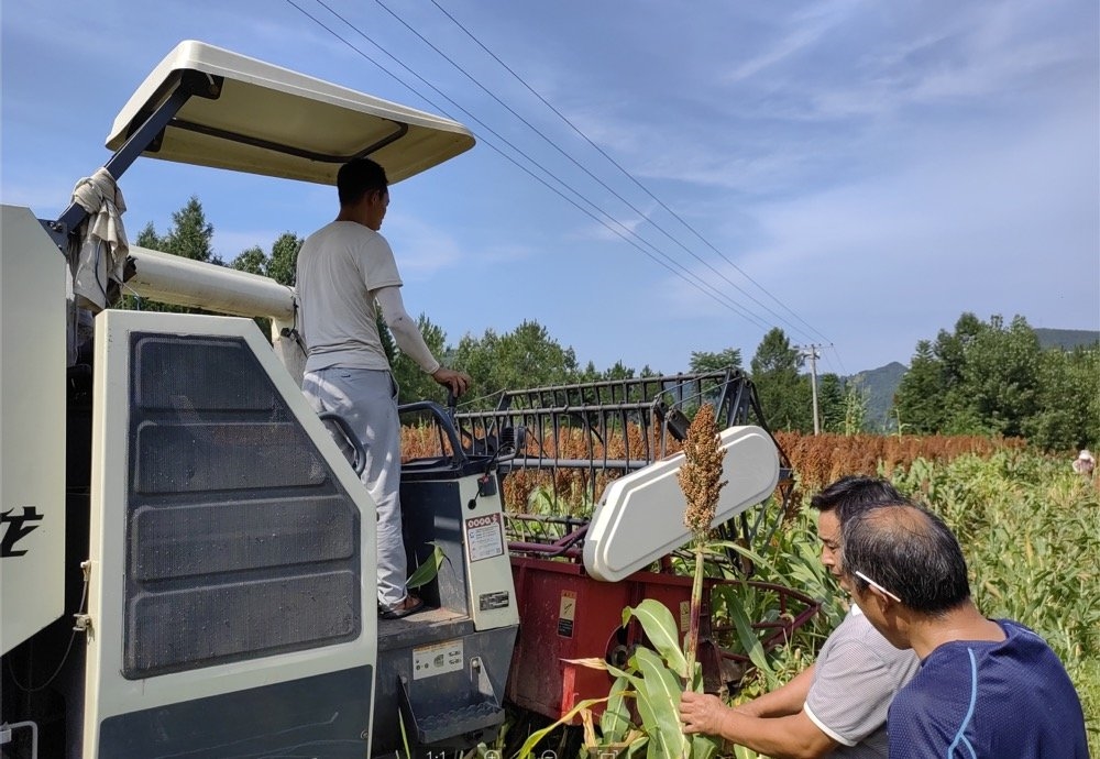 高粱高产种植技术视频_致富高粱种植视频_高粱种植致富