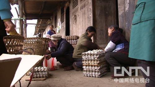 致富项目养鸡_致富经养鸡案例_致富经种鸡的饲养管理