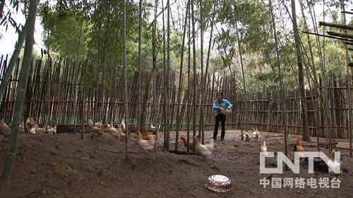 致富经种鸡的饲养管理_致富项目养鸡_致富经养鸡案例