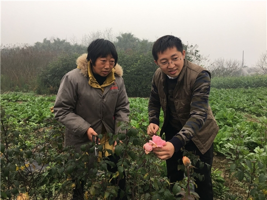 致富经云南玫瑰花_云南玫瑰花多少钱一支_致富云南玫瑰花图片大全