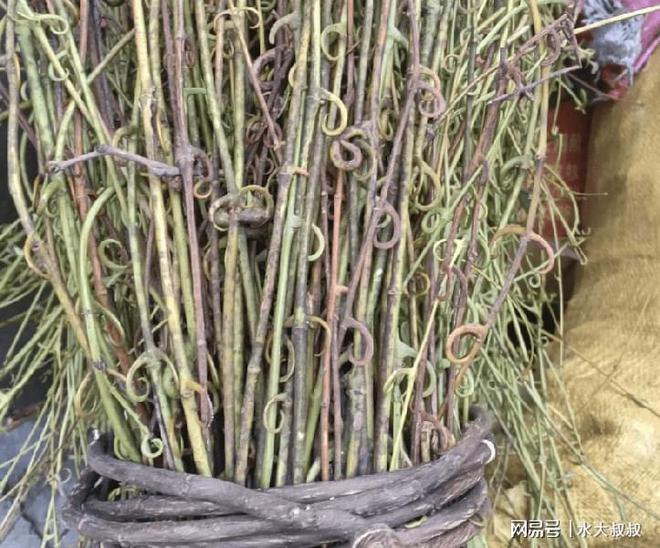 钩藤种植致富项目_钩藤种植技术培训视频_钩藤种植大户视频