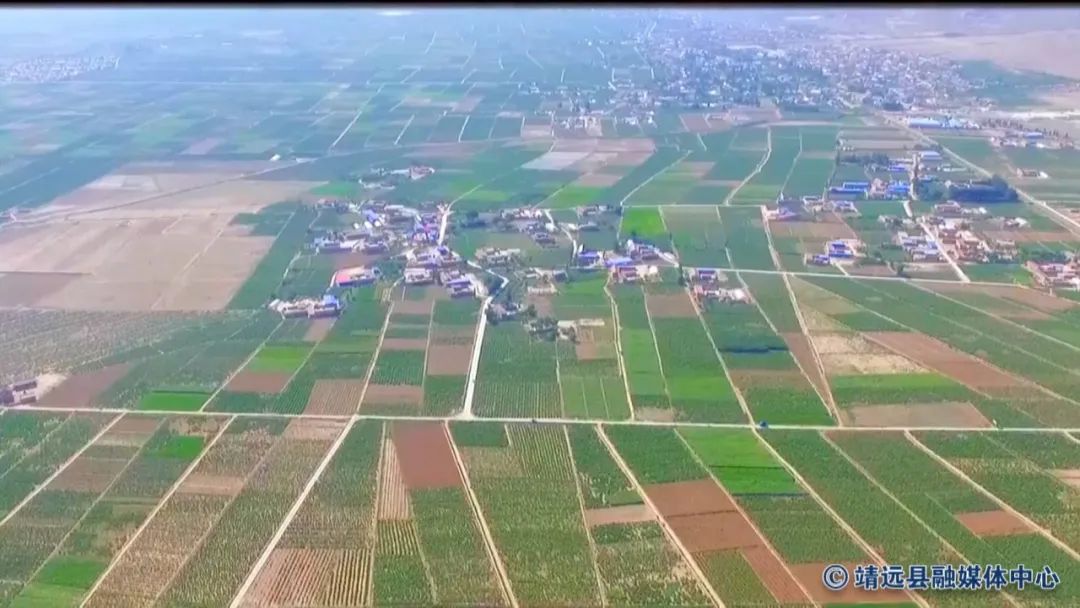 金果种植育苗总基地_致富金果种植_致富种植金果视频