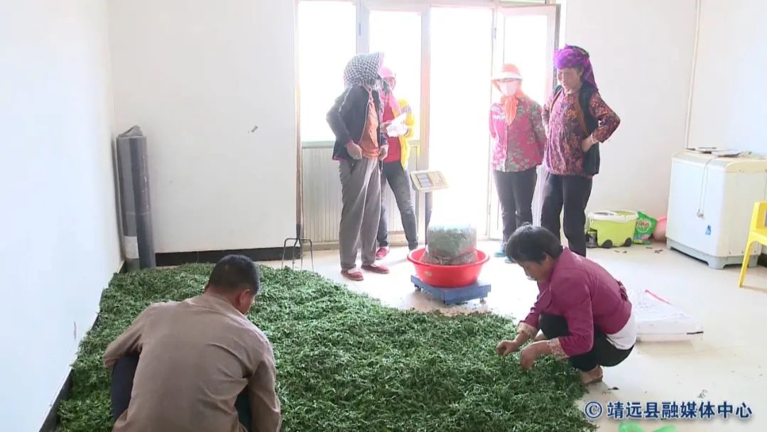 致富种植金果视频_金果种植育苗总基地_致富金果种植