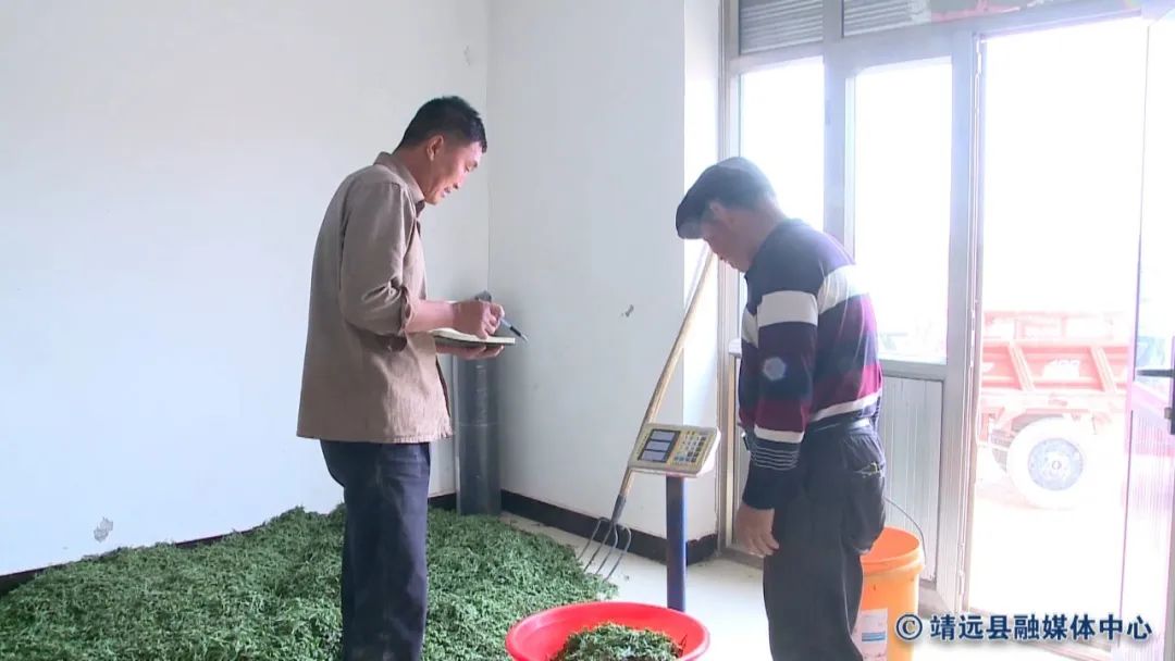 致富种植金果视频_金果种植育苗总基地_致富金果种植