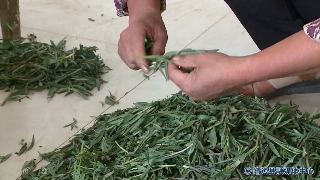 致富金果种植_致富种植金果视频_金果种植育苗总基地