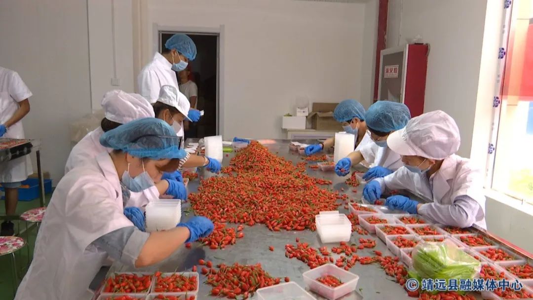 致富金果种植_金果种植育苗总基地_致富种植金果视频