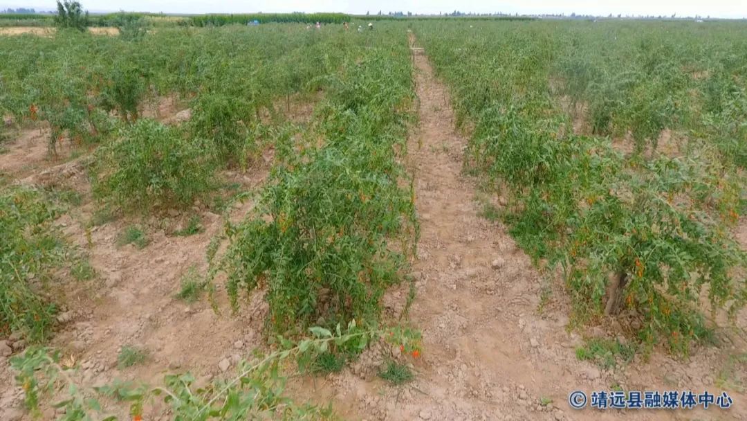 致富金果种植_致富种植金果视频_金果种植育苗总基地