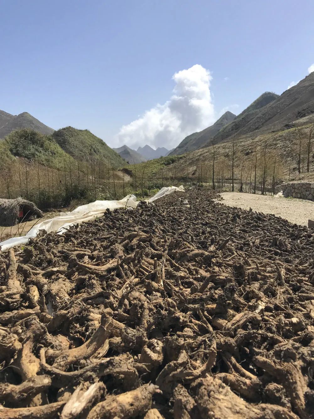 重庆致富好项目_重庆种植户致富_重庆农民种什么