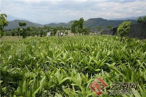 种植仙茅收入致富_致富种植收入仙茅多少_人工种植仙茅亩产量