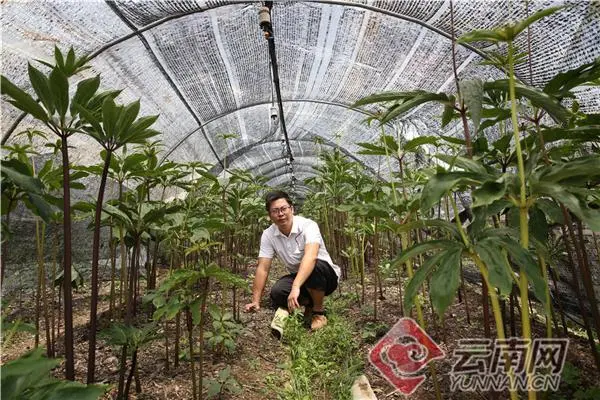 种植仙茅收入致富_人工种植仙茅亩产量_致富种植收入仙茅多少