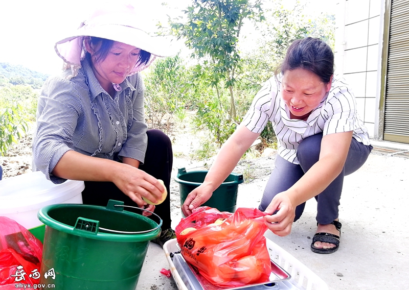 致富金果种植_金果种植育苗总基地_种植黄金果致富