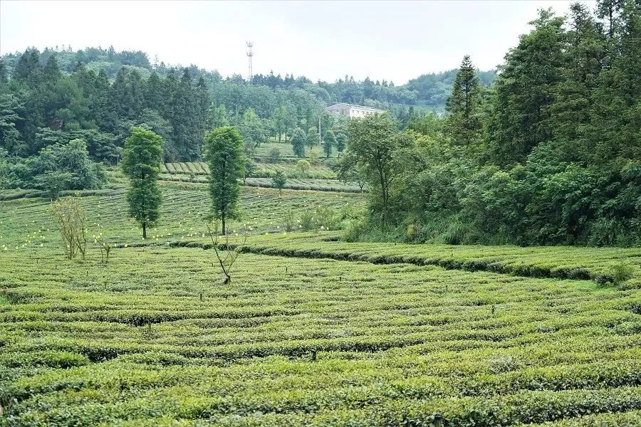 致富户种植重庆有补贴吗_重庆种植户致富_重庆农民种什么