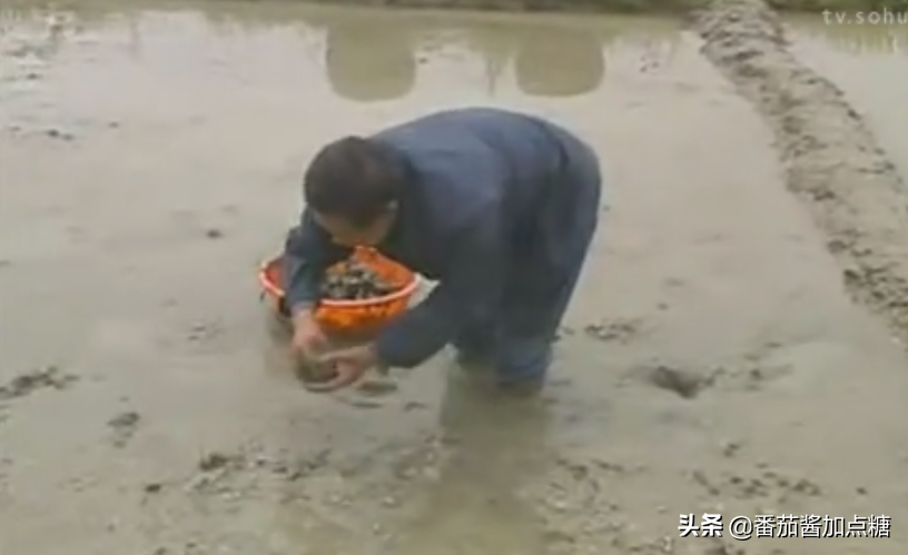 饽荠种植技术_孛荠的种植技术_饽荠有什么药用价值