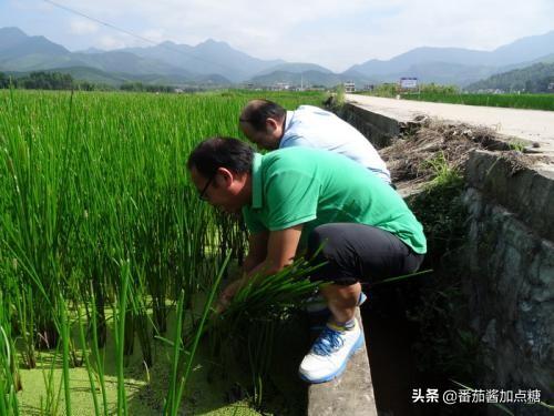 饽荠种植技术_孛荠的种植技术_饽荠有什么药用价值