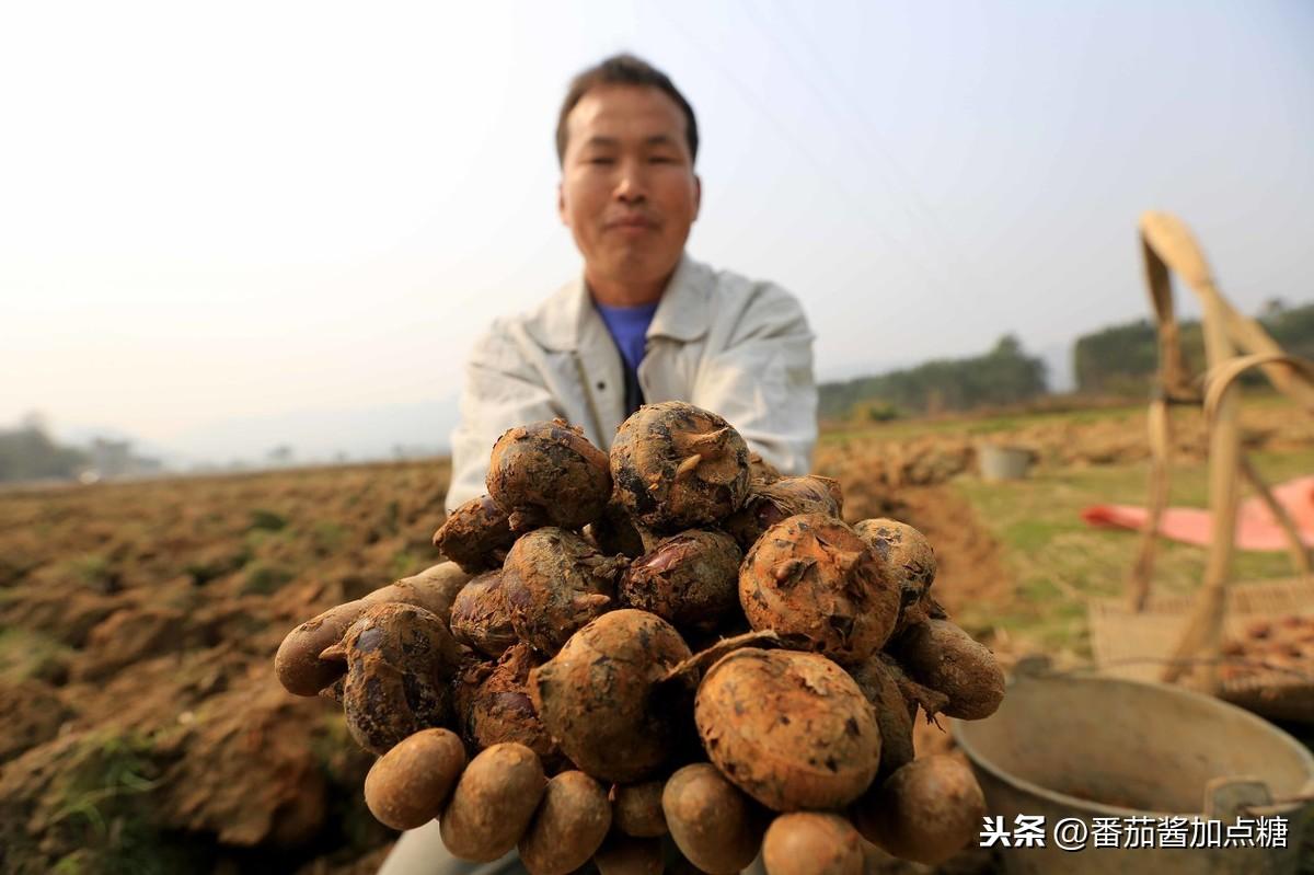 孛荠的种植技术_饽荠种植技术_饽荠有什么药用价值