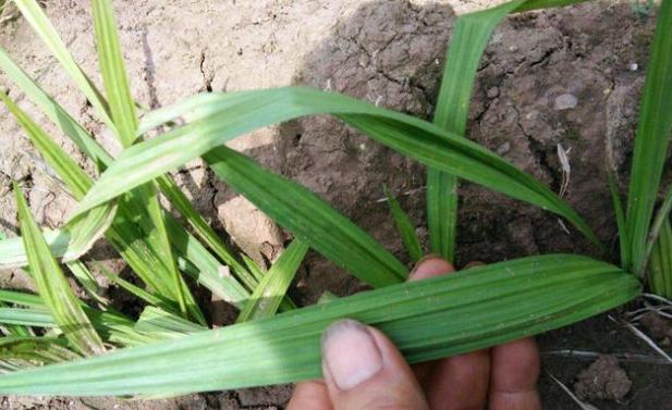 仙茅种植及每亩产量_人工种植仙茅亩产量_种植仙茅收入致富