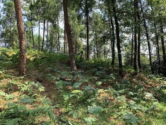 涪陵大顺镇：“绿色金矿”漫山遍野 中药材产业托起致富梦