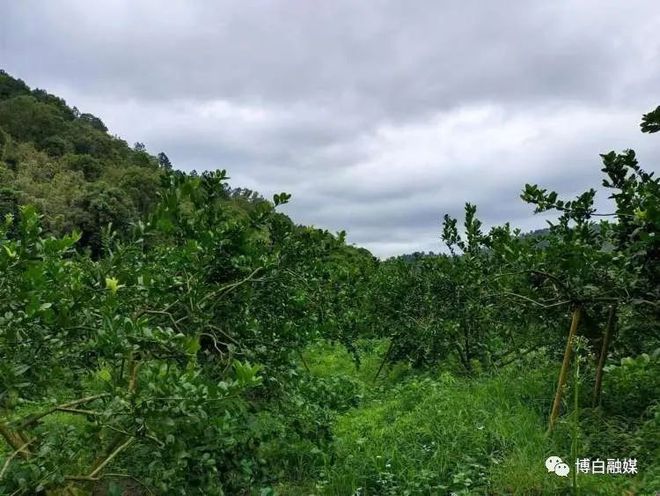 香水柠檬种植视频_香水柠檬种植园_香水柠檬种植致富