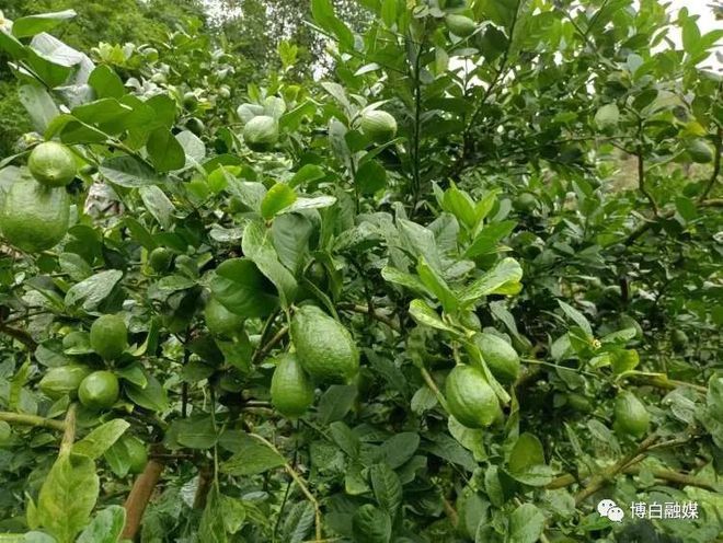 香水柠檬种植园_香水柠檬种植视频_香水柠檬种植致富