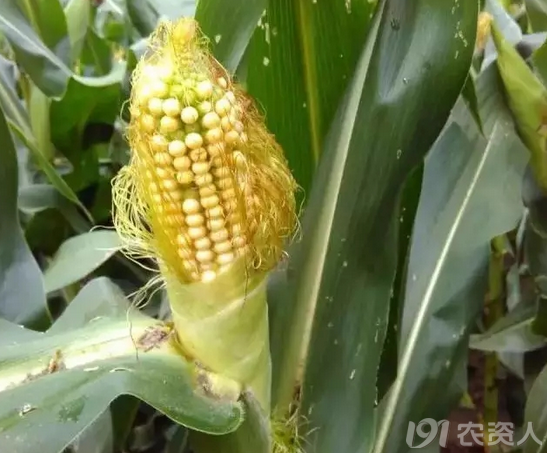 种植玉米致富方法_致富经玉米种植_致富玉米种植方法图片