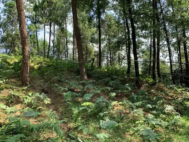 涪陵大兴镇：“绿色金矿”漫山遍野 中药材产业托起致富梦