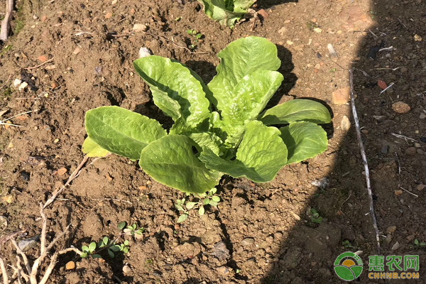 白菜种植技术与管理-图片版权归惠农网所有