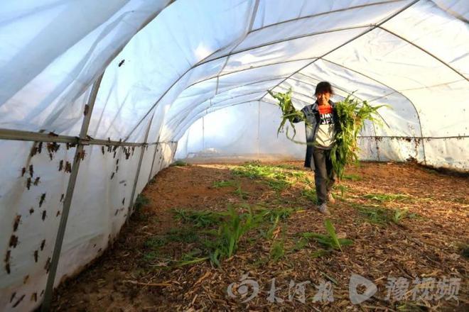 广西活蚂蚱批发市场_蚂蚱养殖技术农广天地视频_广西蚂蚱养殖致富