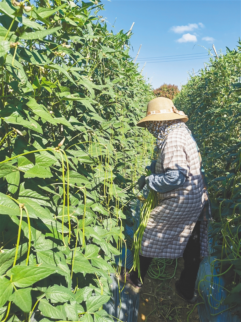 致富种植农村花草的句子_农村致富种植花_适合农村创业致富花卉种植