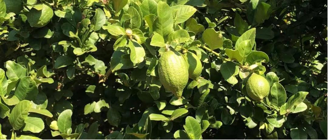 香水柠檬种植致富_香水柠檬种植视频_香水柠檬种植园